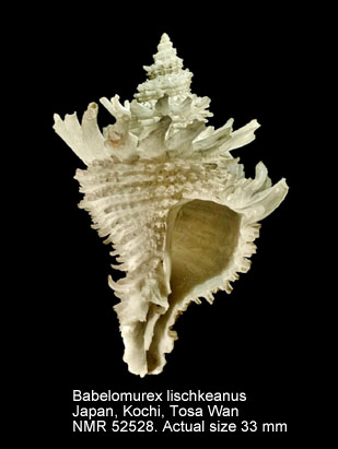 Babelomurex lischkeanus.jpg - Babelomurex lischkeanus(Dunker,1882)
